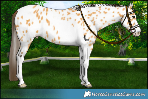 Horse Color:Buckskin Tobiano Appaloosa 