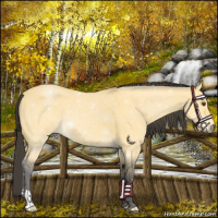 Horse Color:Buckskin Dun 
