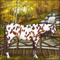 Horse Color:Chocolate Bay Near Leopard 