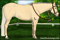Horse Color:Palomino Dun
