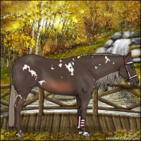 Horse Color:White Spotted Liver Chestnut Mushroom 