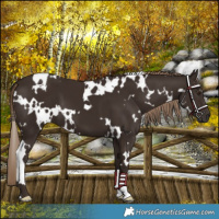 Horse Color:White Spotted Liver Chestnut 