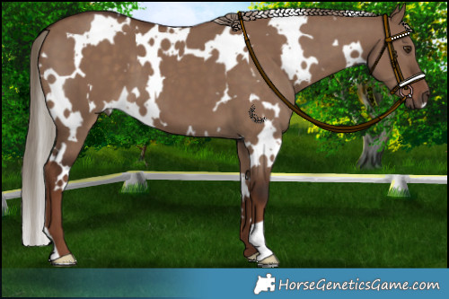 Horse Color:White Spotted Liver Red Dun 