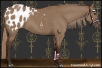 Horse Color:Liver Red Dun Appaloosa 