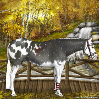 Horse Color:Liver Chestnut Mushroom Splash Appaloosa 