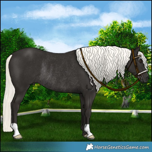 Horse Color:Liver Chestnut Mushroom Rabicano
