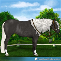 Horse Color:Liver Chestnut Mushroom Rabicano
