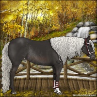 Horse Color:Liver Chestnut Mushroom Varnish Rabicano 