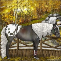 Horse Color:Liver Chestnut Mushroom Appaloosa Rabicano 