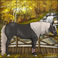Horse Color:Liver Chestnut Mushroom 