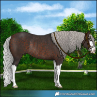 Horse Color:Silver Brown Mushroom Splash Rabicano