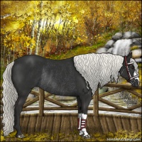 Horse Color:Liver Chestnut Mushroom Rabicano 