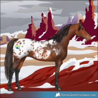 Horse Color:Bay Appaloosa