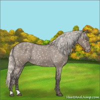 Horse Color:Silver Grullo Roan Appaloosa Rabicano 