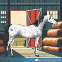 Horse Color:Blue Roan Appaloosa 