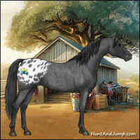 Horse Color:Blue Roan Appaloosa 