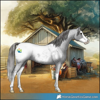 Horse Color:Blue Roan Splash Appaloosa