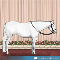 Horse Color:Silver Bay Roan Dun Snowflake Varnish Rabicano 