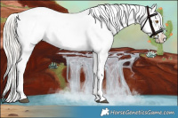 Horse Color:Silver Grullo Roan Appaloosa Rabicano 