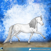 Horse Color:Silver Grullo Roan Blanket Rabicano