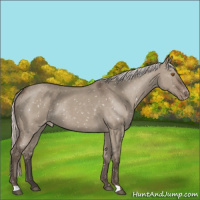 Horse Color:Silver Grullo Roan Appaloosa Rabicano 