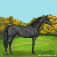 Horse Color:Blue Roan Snowflake Varnish Rabicano 
