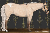 Horse Color:Silver Bay Roan Dun Appaloosa Rabicano