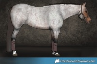 Horse Color:Bay Roan Tobiano