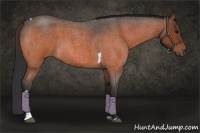 Horse Color:Bay Roan Tobiano 