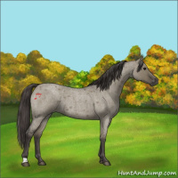 Horse Color:Smoky Grullo Roan 