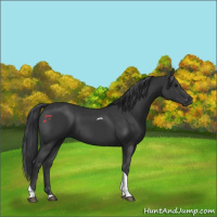 Horse Color:Black Tobiano Rabicano 