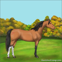 Horse Color:Bay 