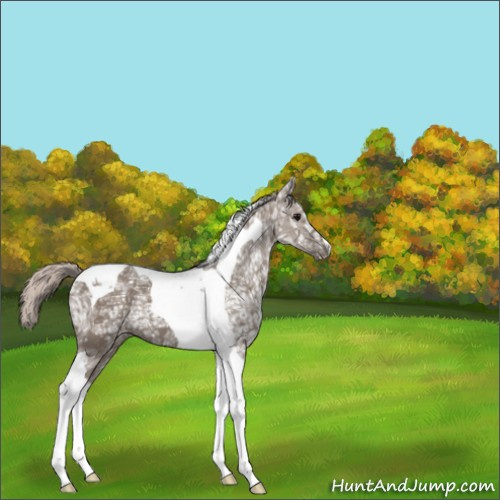 Horse Color:Silver Grullo Ice Tobiano 