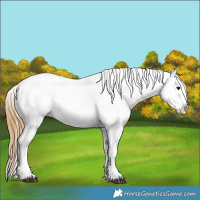 Horse Color:Buckskin Leopard