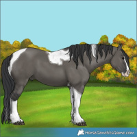 Horse Color:Grullo Splash Tobiano 