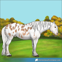 Horse Color:Silver Brown Dun Appaloosa 