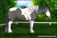 Horse Color:Grullo Splash Tobiano 