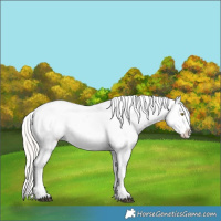 Horse Color:Silver Bay Roan Dun Snowflake Varnish Rabicano 