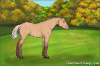 Horse Color:Silver Bay Roan Dun Appaloosa Rabicano 