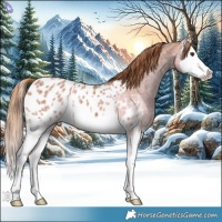 Horse Color:Chestnut Ice Splash Appaloosa 
