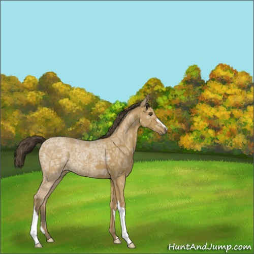 Horse Color:Buckskin Ice 
