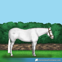 Horse Color:Silver Bay Roan Dun Snowflake Varnish Rabicano 