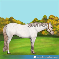 Horse Color:Red Dun Roan Varnish Rabicano 