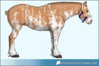 Horse Color:Chestnut Sabino