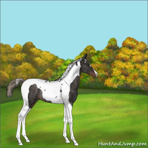 Horse Color:Liver Chestnut Tobiano Rabicano 