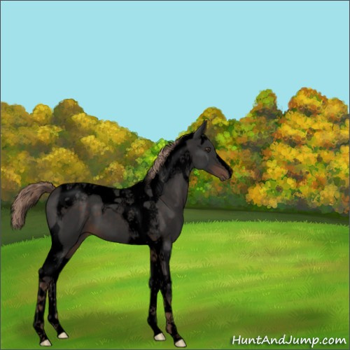 Horse Color:Void Liver Chestnut Tobiano 