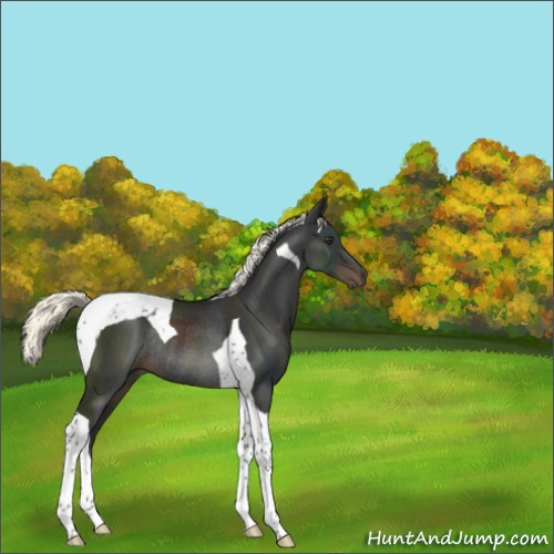 Horse Color:Liver Chestnut Mushroom Tobiano Rabicano 