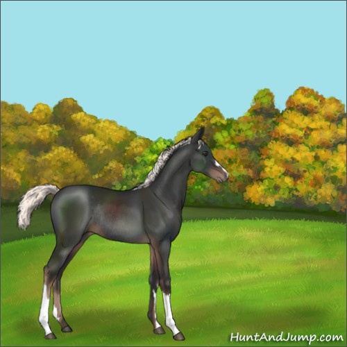 Horse Color:Liver Chestnut Mushroom Rabicano 