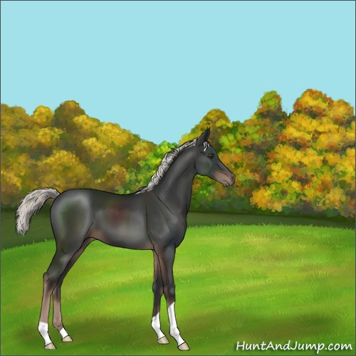 Horse Color:Liver Chestnut Mushroom 