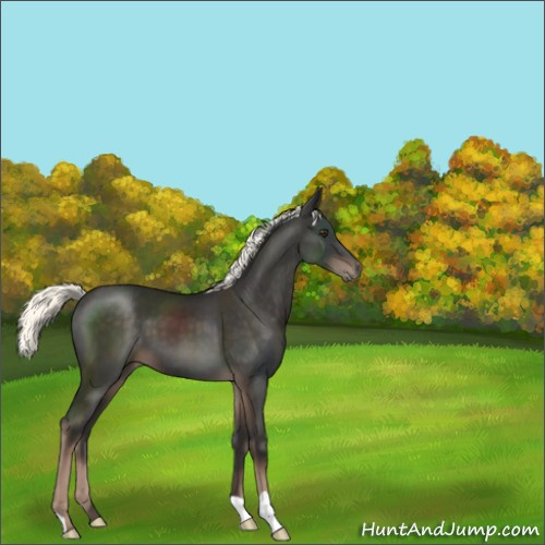 Horse Color:Liver Chestnut Mushroom 